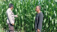 Polsek Lembar Dampingi Petani Jagung di Gunung Gundil