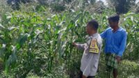 Bhabinkamtibmas Montong Are Dorong Ketahanan Pangan Melalui Pendataan Petani Jagung