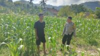 Polisi Desa Cendi Manik Dorong Ketahanan Pangan Lewat Pendampingan Petani Sekotong