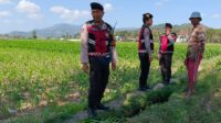 Polres Lombok Barat Pantau Lahan Jagung di Desa Tempos untuk Dukung Swasembada Pangan