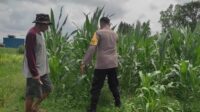 Sinergi Polri-Masyarakat: Pekarangan Warga Lombok Barat Diubah Jadi Sumber Pangan