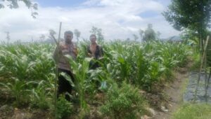 Polsek Gerung Dorong Ketahanan Pangan di Desa Beleka